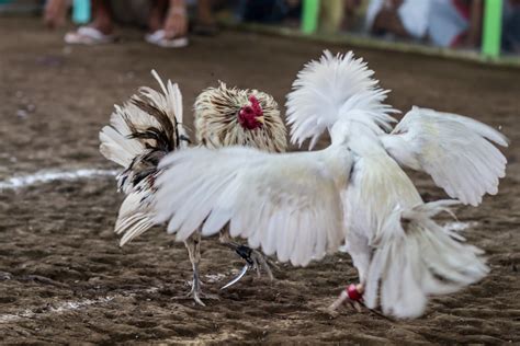 Cockfighting: A bit of history .